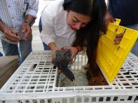 Entrega DIF Municipal de Santa Lucía del Camino, dotación de gallinas ponedoras.
