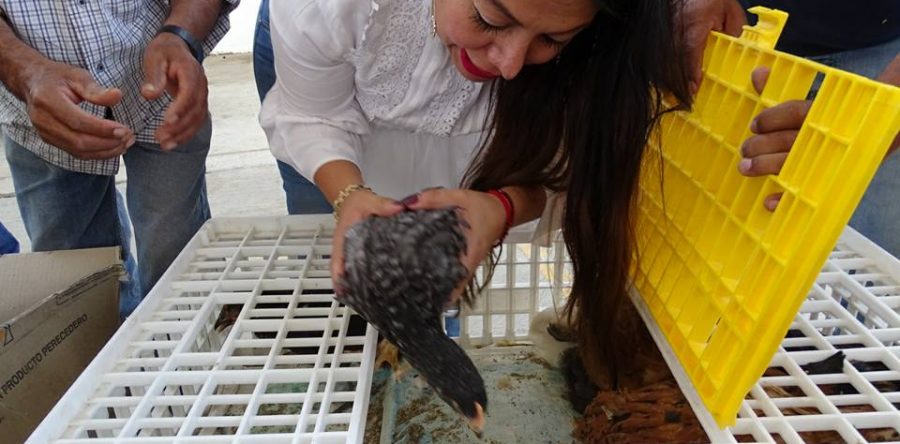 Entrega DIF Municipal de Santa Lucía del Camino, dotación de gallinas ponedoras.