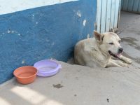 Combatir criaderos de zancudos, tarea de todos: SSO