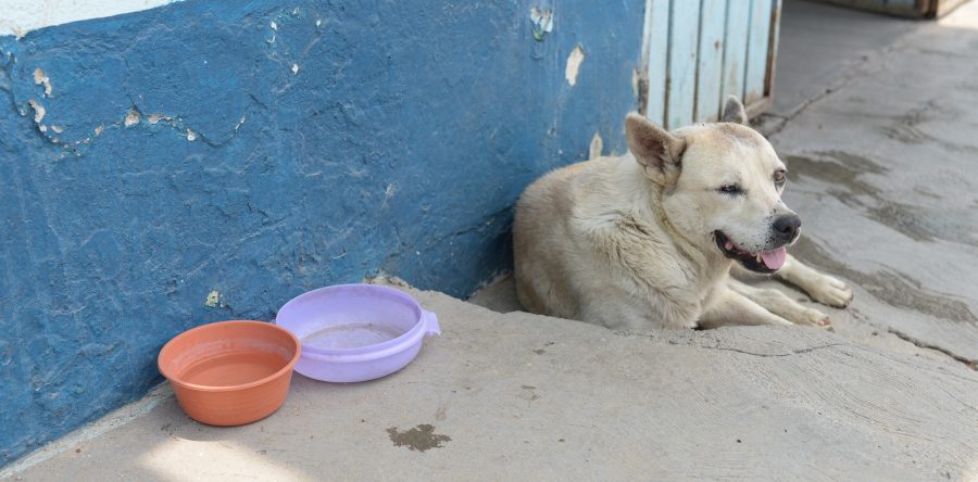 Combatir criaderos de zancudos, tarea de todos: SSO