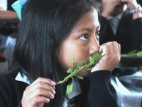 Llevan taller “Conociendo mi Jardín” a la escuela Niños Héroes de Chapultepec