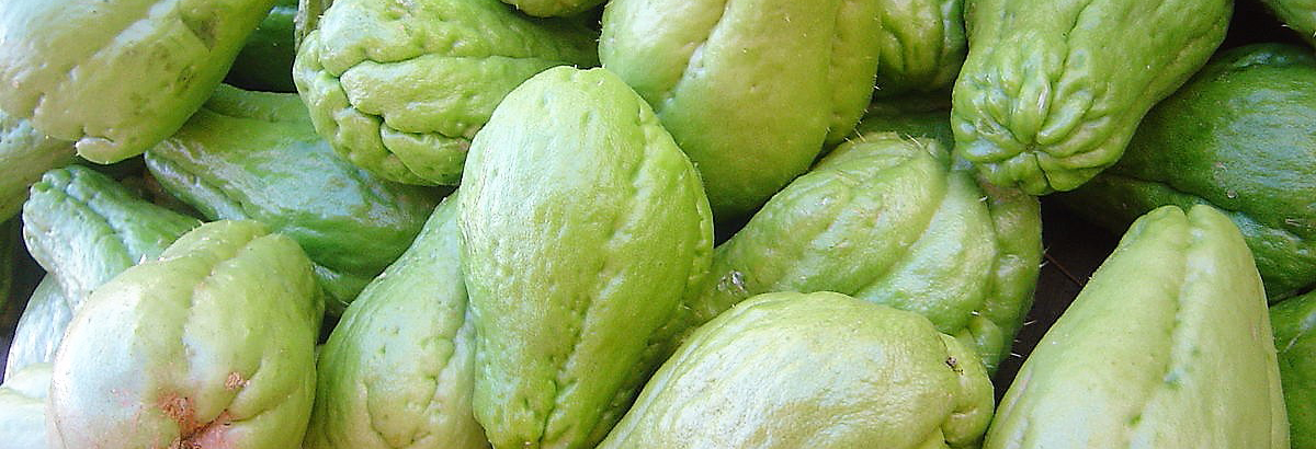 La Dirección del Chayote: Horacio Corro Espinosa