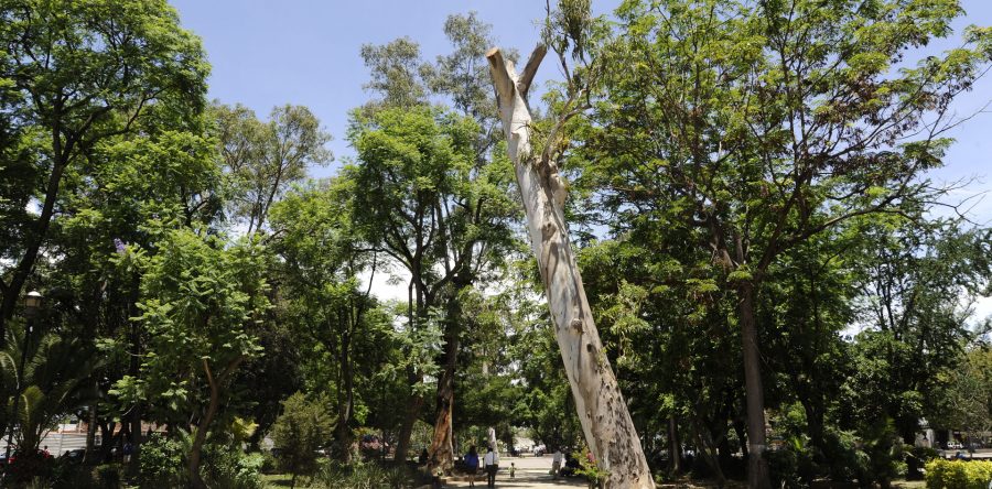 Atiende Gobierno Municipal 911 árboles de la ciudad