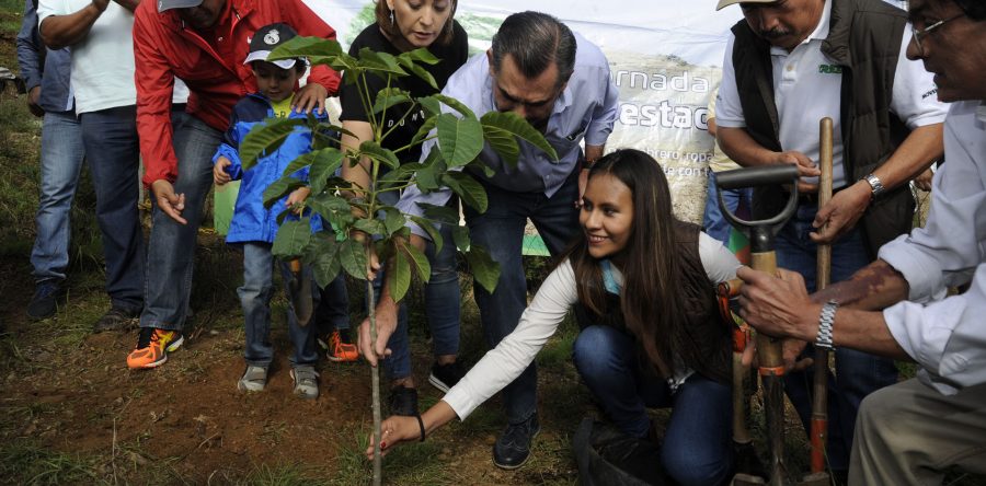 Siembran 1,400 árboles para reforestar el Parque Estatal del Cerro del Fortín