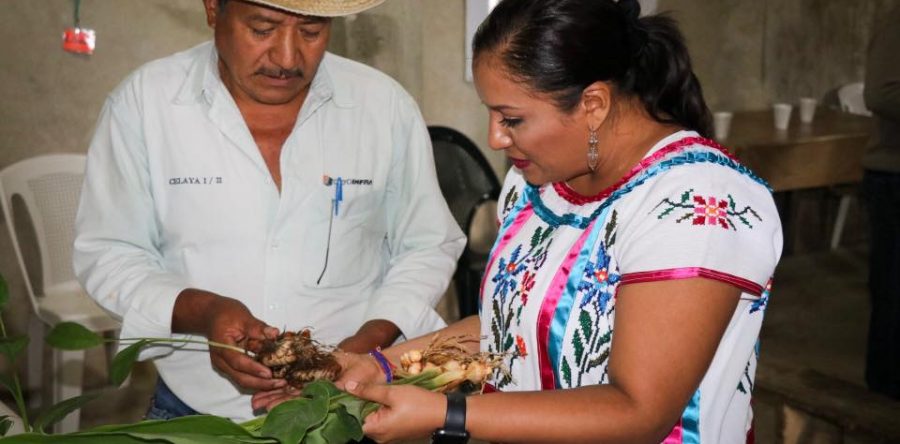 Cafetaleros de Chilchotla logran certificación orgánica