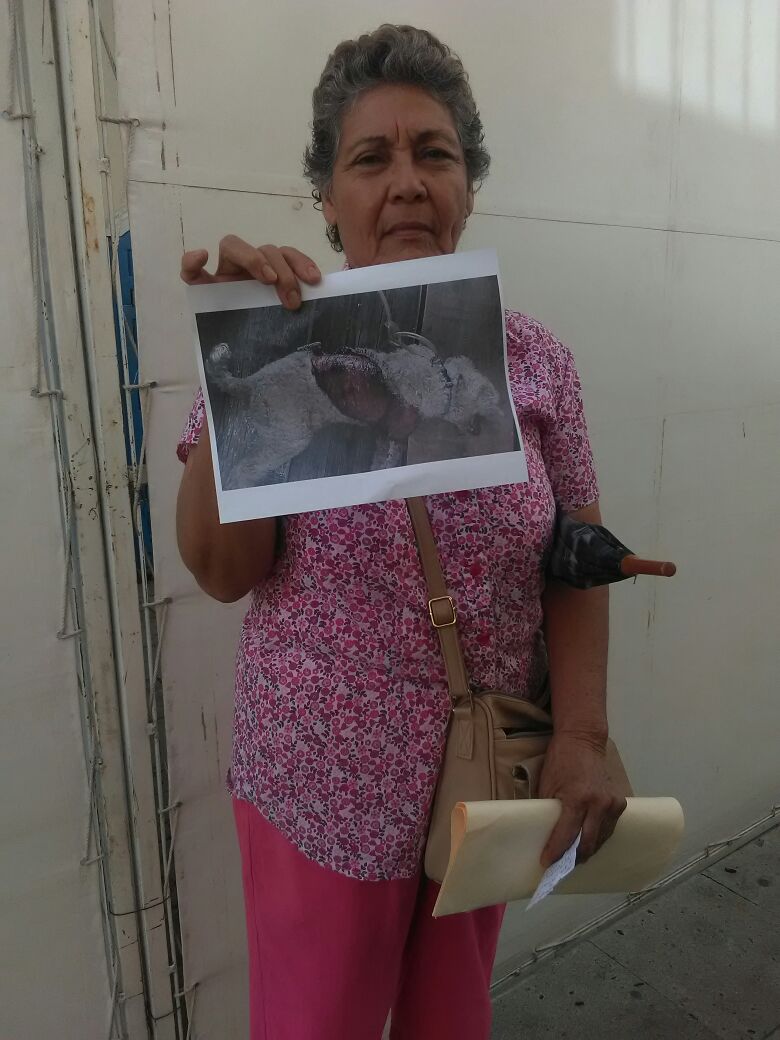 Pide Hilda Toledo castigo a quienes maltratan animales