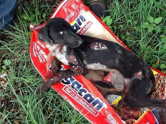 Rebasadas las autoridades por desconocimiento de ley en favor de los animales