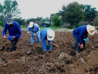 Siembran tubérculos para la “Noche de Rábanos” 2017