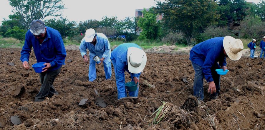Siembran tubérculos para la “Noche de Rábanos” 2017
