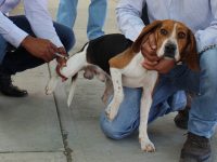 Inmuniza SSO a 621 mil 840 perros y gatos contra la rabia