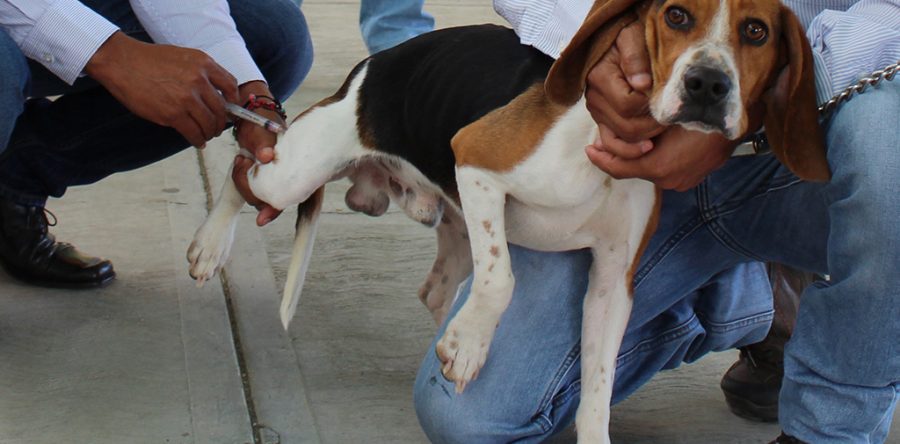 Inmuniza SSO a 621 mil 840 perros y gatos contra la rabia