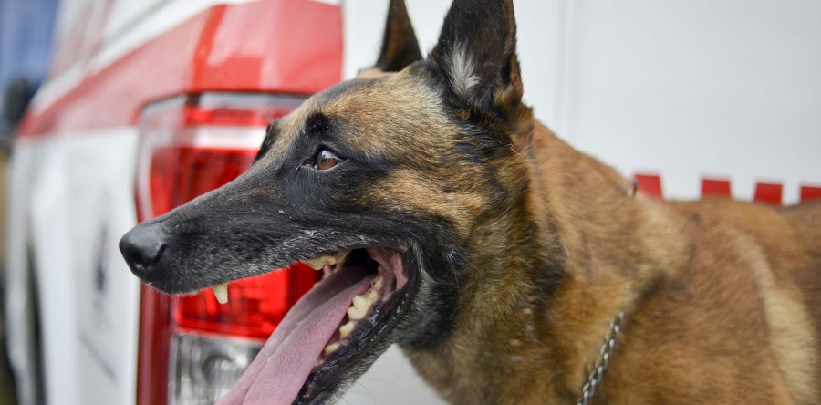 Balto, perro rescatista invitado especial en Expo-mascotas 2017