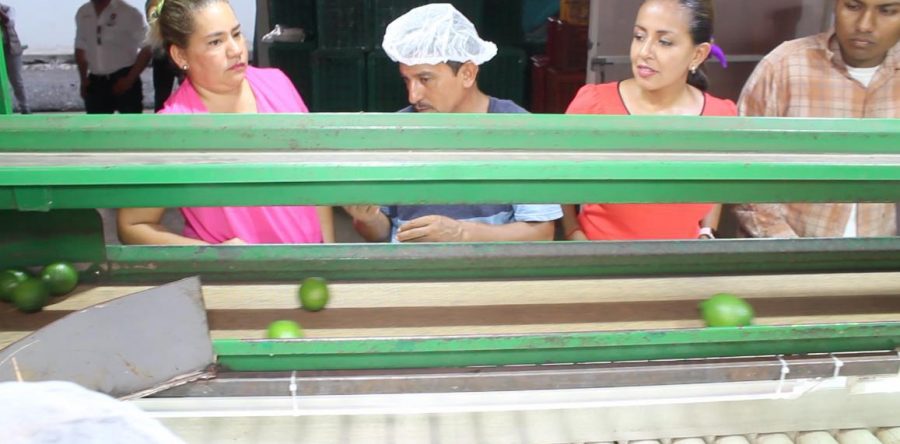 Impulsa Mariana Benítez la exportación de limón de productores de la Cuenca