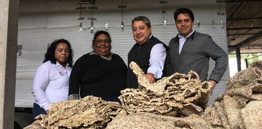 Oaxaca, tercer productor nacional de hule