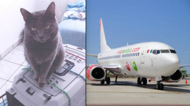¿ Y “Pericles”? VivaAerobús perdió un gato y no se hace responsable