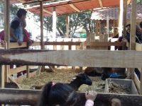 Viven animales que forman parte del nacimiento del Zócalo condiciones