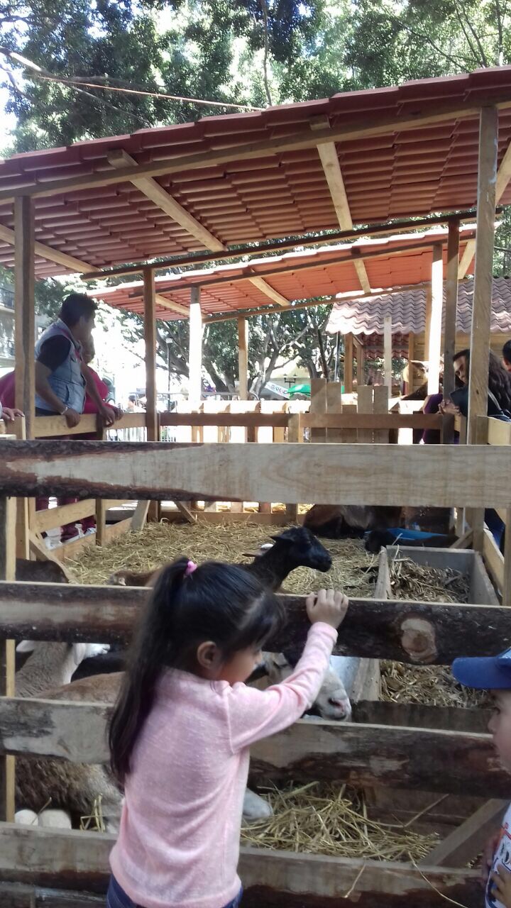 Viven animales que forman parte del nacimiento del Zócalo condiciones