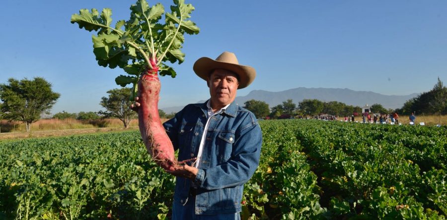 Todo listo para la 120 edición de la Noche de Rábanos