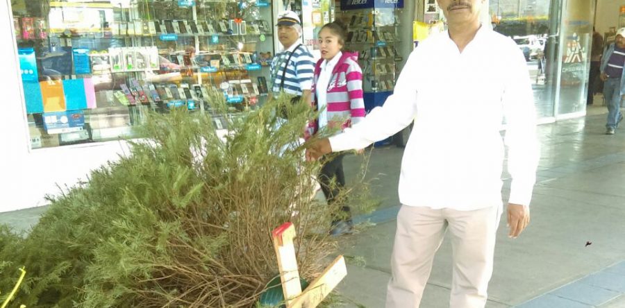 Concluye acopio de árboles naturales de navidad: José Luis Calvo Ziga