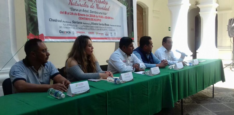 Reconocen poca cultura del reciclaje de árboles navideños por parte de ciudadanos