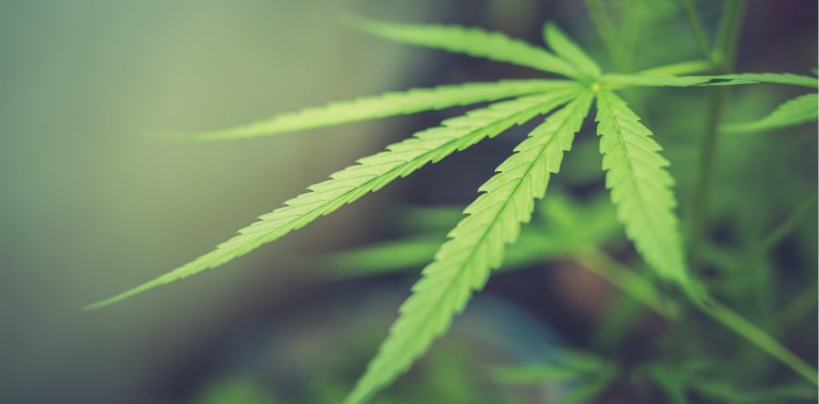 Cannabis al debate: Luis Octavio Murat