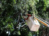 Municipio Capitalino protege el arbolado de la Verde Antequera