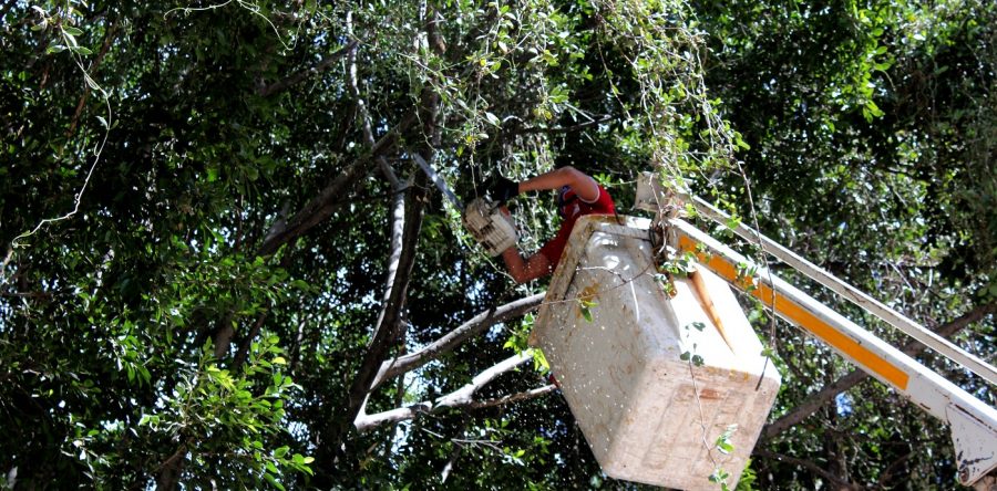 Municipio Capitalino protege el arbolado de la Verde Antequera