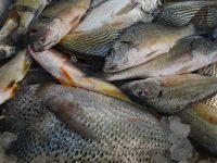 Arranca el programa Empezcate en la Capital