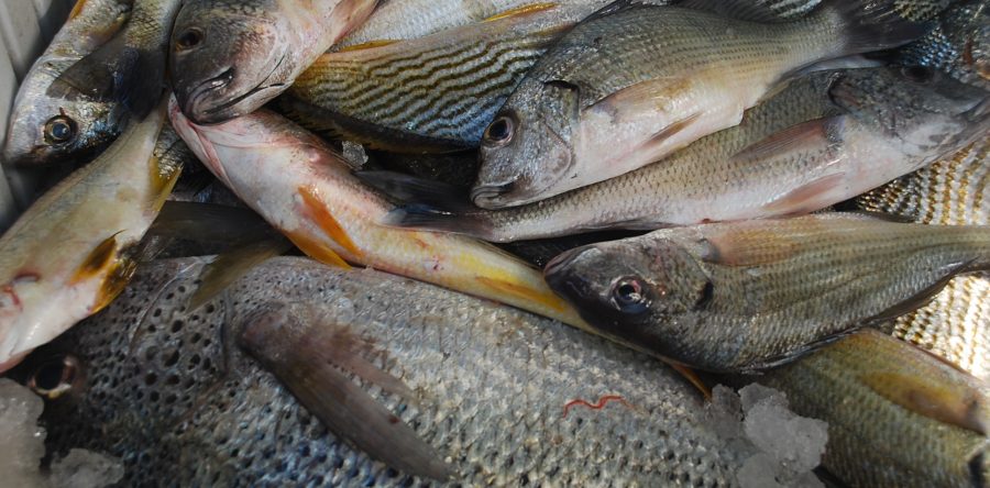 Arranca el programa Empezcate en la Capital