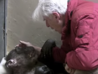 Emotivo encuentro: Una chimpancé a punto de morir reconoce a su cuidador (VIDEO)