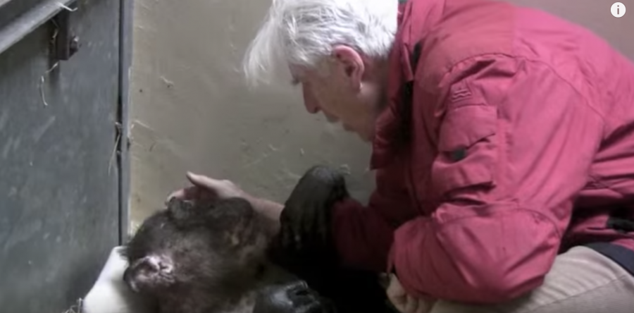 Emotivo encuentro: Una chimpancé a punto de morir reconoce a su cuidador (VIDEO)