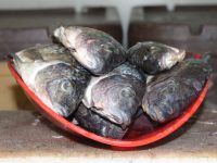Pescado, uno de los alimentos más benéficos para la salud: SSO