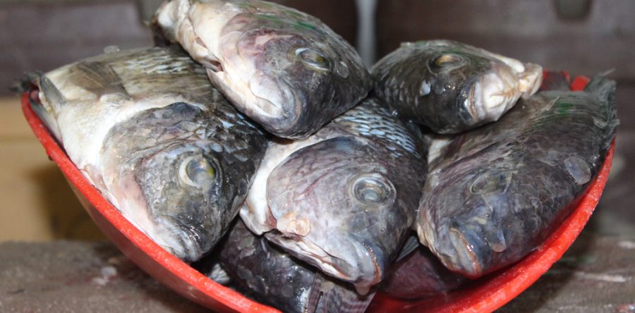 Pescado, uno de los alimentos más benéficos para la salud: SSO