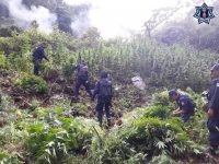Participa Policía Estatal en destrucción de tres plantíos de marihuana en Candelaria Loxicha