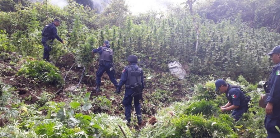 Participa Policía Estatal en destrucción de tres plantíos de marihuana en Candelaria Loxicha