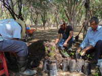 Vivero forestal del Bosque “El Tequio”, fuente de aire limpio para los oaxaqueños