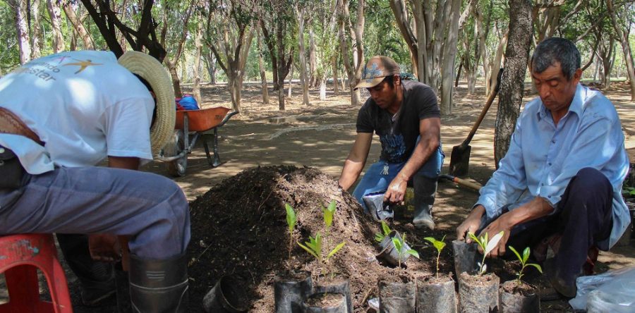 Vivero forestal del Bosque “El Tequio”, fuente de aire limpio para los oaxaqueños