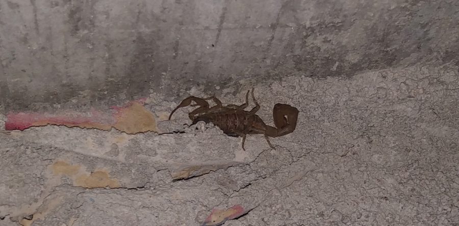 70 por ciento de picaduras de alacrán se registran en el hogar: SSO