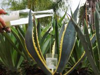 Oaxaca, presente en Hannover Messe, la feria industrial más importante del mundo