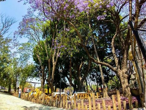 Siembra Ecología Municipal árboles por el aniversario de la Ciudad