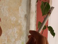 Más de 250 mil oaxaqueños son fumadores: SSO