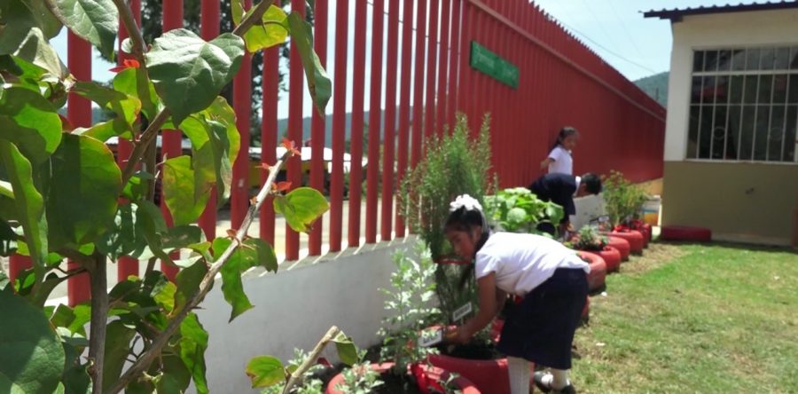 Desarrollan escolares de la Sierra Norte proyecto “Farmacia Viviente” para cultivo de plantas medicinales