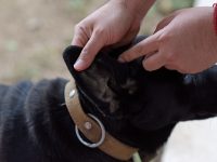 Limpieza y cuidado de animales de compañía ayudan a prevenir la Rickettsia: SSO