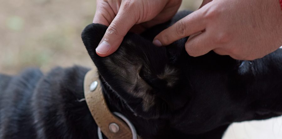 Limpieza y cuidado de animales de compañía ayudan a prevenir la Rickettsia: SSO