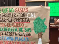 Denuncian ambientalistas el encalamiento de árboles en la capital