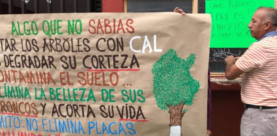 Denuncian ambientalistas el encalamiento de árboles en la capital