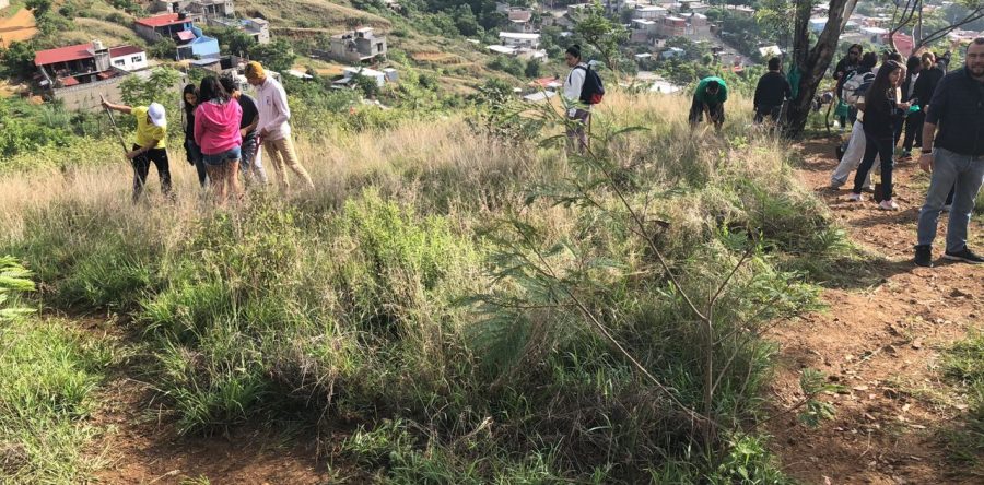 Instituto de la Naturaleza reforestó el Cerro  del Fortín