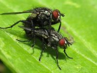 A las moscas les encanta eyacular y emborracharse