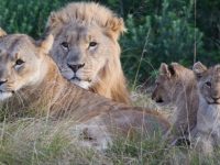 Leones devoran a dos cazadores que intentaban cazar rinocerontes de forma ilegal en Sudáfrica