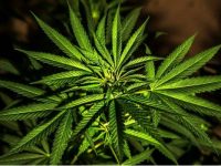 Apoyan organizaciones civiles la despenalización de la mariguana